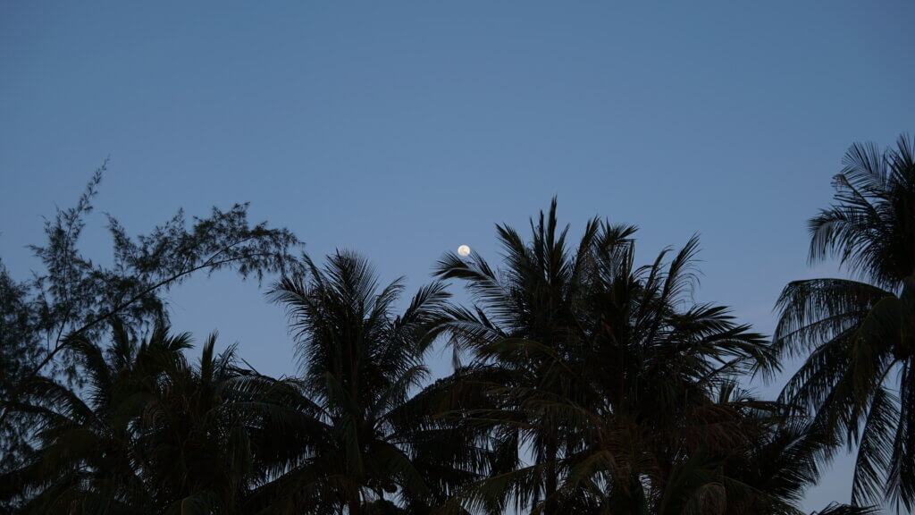 großer Mond am Himmel mit den Silhouetten von Palmenwedeln im Vordergrund